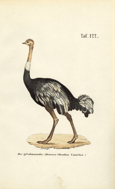 Avestruz africana de J. W. Tenhaeff