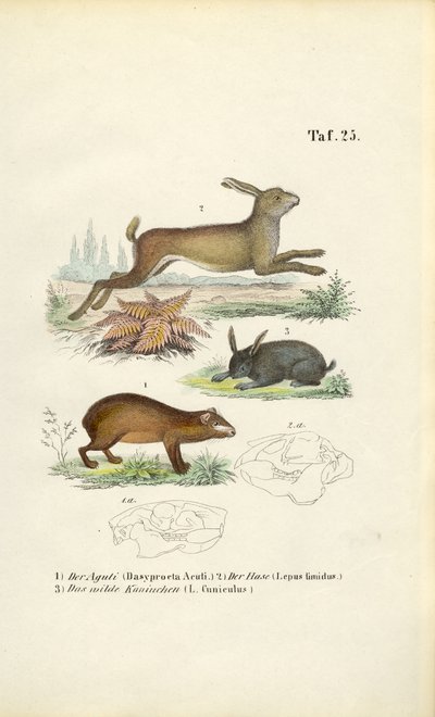 Agouti, lebre e coelho de J. W. Tenhaeff