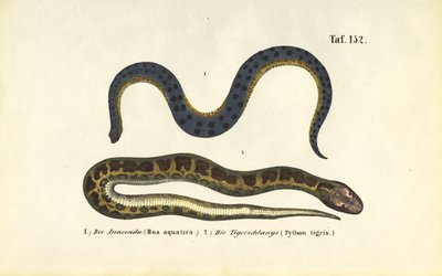 Anaconda e pitão indiano de J. W. Tenhaeff