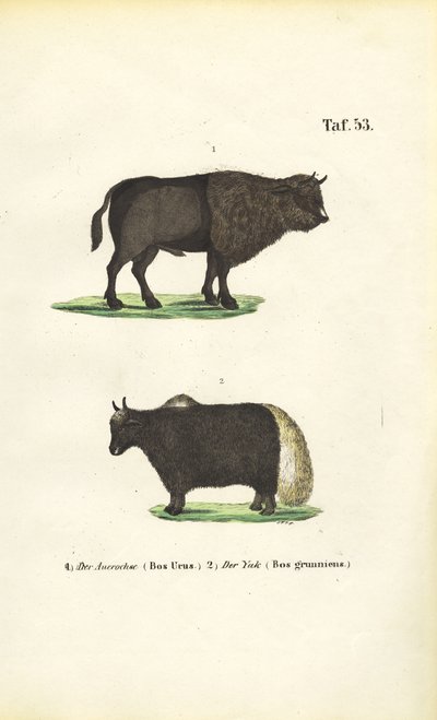 Auroques e Iaques de J. W. Tenhaeff
