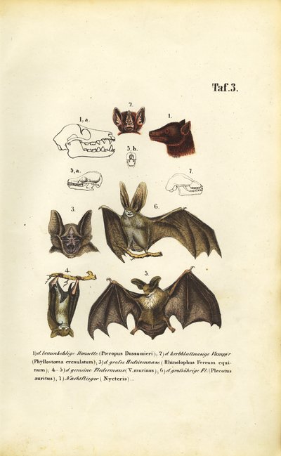 Espécies de morcegos e sua anatomia de J. W. Tenhaeff