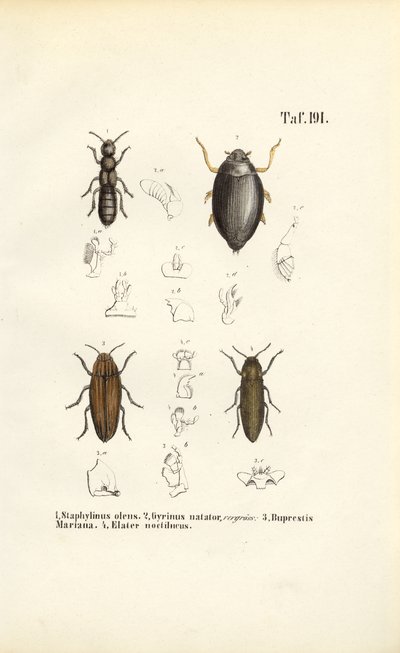 Anatomia do escaravelho de J. W. Tenhaeff