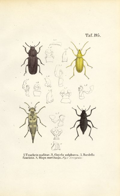 Escaravelhos da família dos escaravelhos de J. W. Tenhaeff