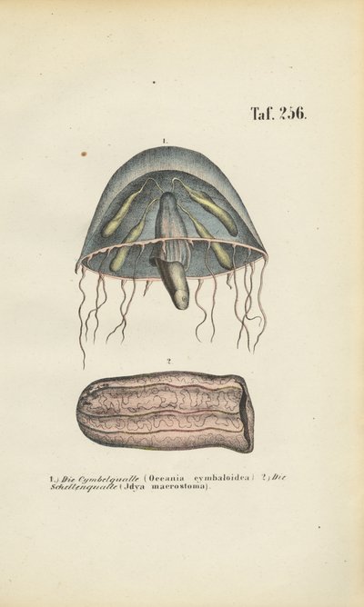 Medusa em forma de sino e medusa em forma de barril de J. W. Tenhaeff