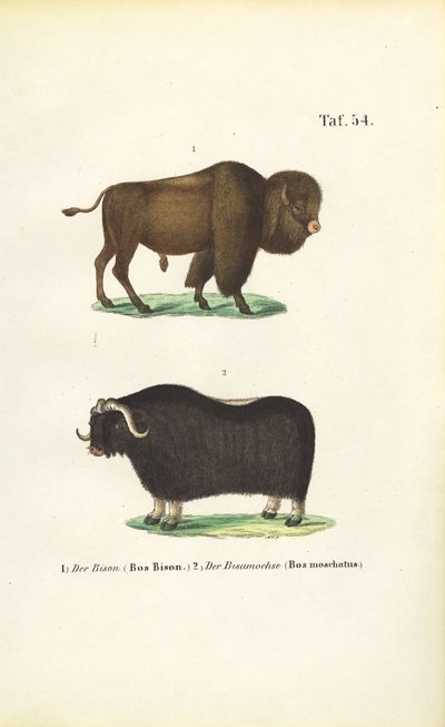 Bisontes e almiscarados de J. W. Tenhaeff