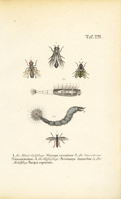Moscas mordedoras e sugadoras de sangue de J. W. Tenhaeff