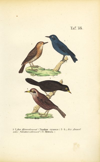 Tordo-azul e melro-comum de J. W. Tenhaeff