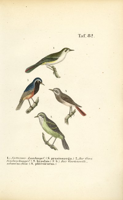 Toutinegra de Bonelli e Peido-vermelho-comum de J. W. Tenhaeff