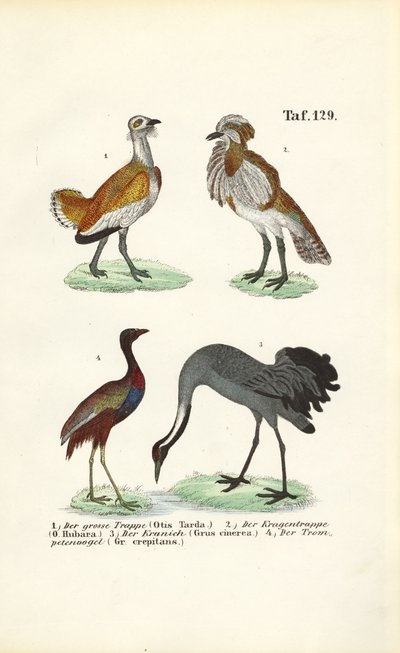 Abetardas e grous de J. W. Tenhaeff