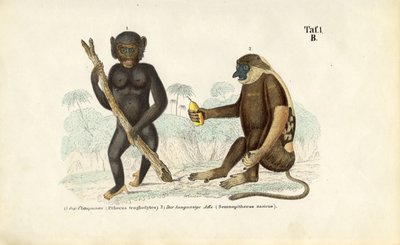 Chimpanzé e macaco de probóscide de J. W. Tenhaeff