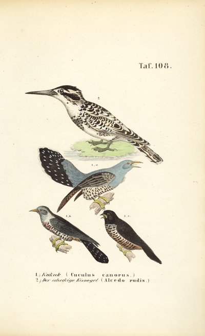 Cuco comum e guarda-rios de J. W. Tenhaeff