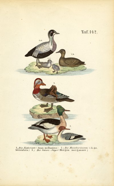 Edredão-comum, pato-mandarim e pato-mergulhão de J. W. Tenhaeff