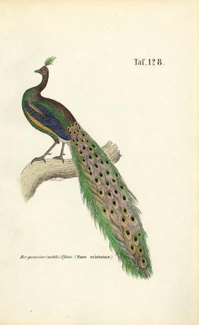 Mocho comum de J. W. Tenhaeff