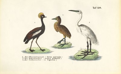 Grous e garças de J. W. Tenhaeff