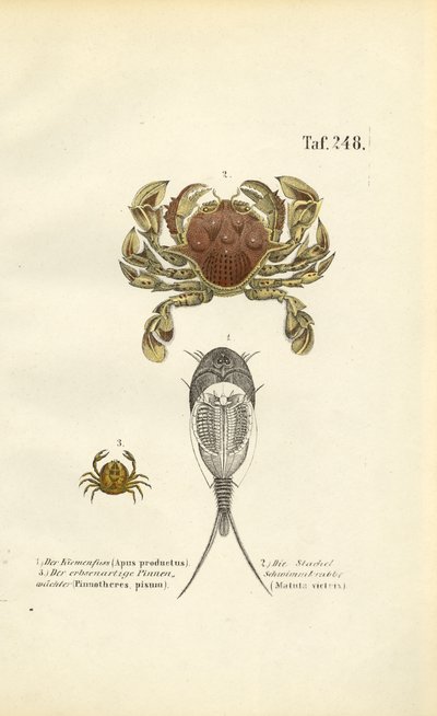 Crustáceos e camarões girinos de J. W. Tenhaeff