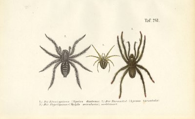 Espécies de aranhas perigosas de J. W. Tenhaeff