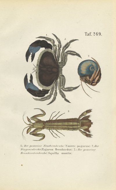 Diferentes espécies de crustáceos marinhos de J. W. Tenhaeff