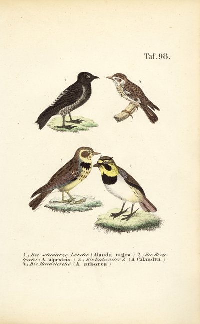 Diferentes espécies de cotovias de J. W. Tenhaeff