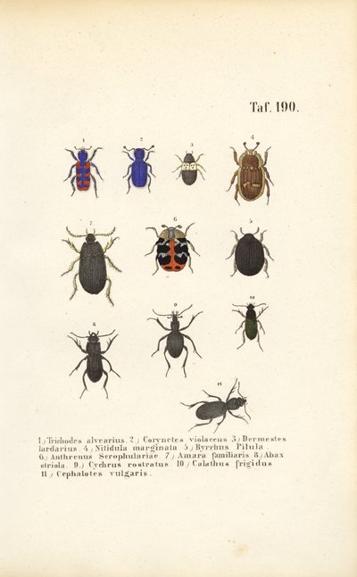 Diversidade das espécies de escaravelhos europeus de J. W. Tenhaeff