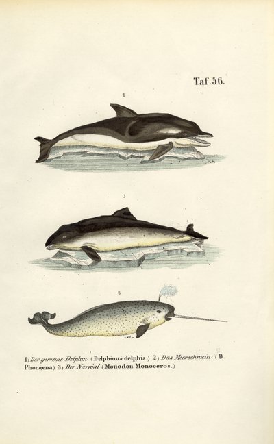 Golfinhos e narvais de J. W. Tenhaeff