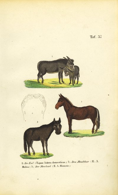 Burro doméstico, mula e coelho de J. W. Tenhaeff