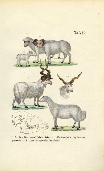 Ovinos domésticos e suas raças de J. W. Tenhaeff