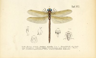 Libélulas com as suas peças bucais e larvas de J. W. Tenhaeff