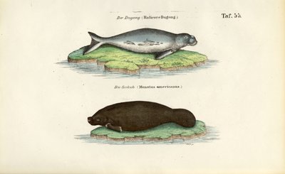 Dugongo e manatim de J. W. Tenhaeff