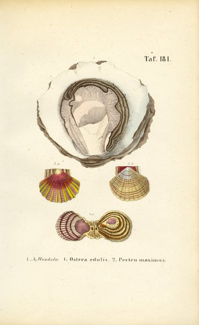 Ostras e vieiras comestíveis de J. W. Tenhaeff