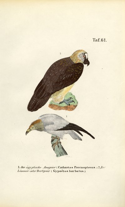 Abutre-do-egito e abutre-barbudo de J. W. Tenhaeff