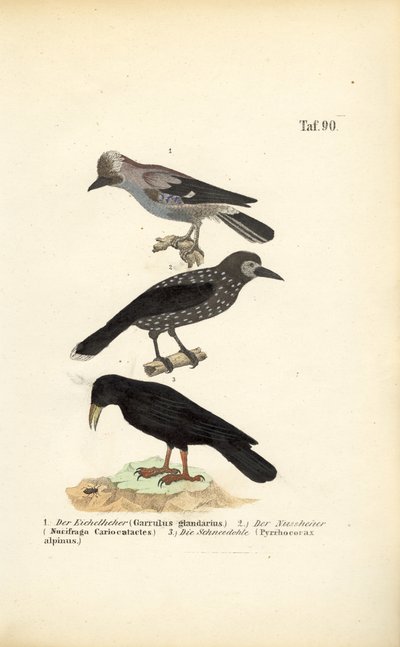 Gaio-de-bico-vermelho, quebra-nozes-malhado e gralha-de-bico-vermelho de J. W. Tenhaeff