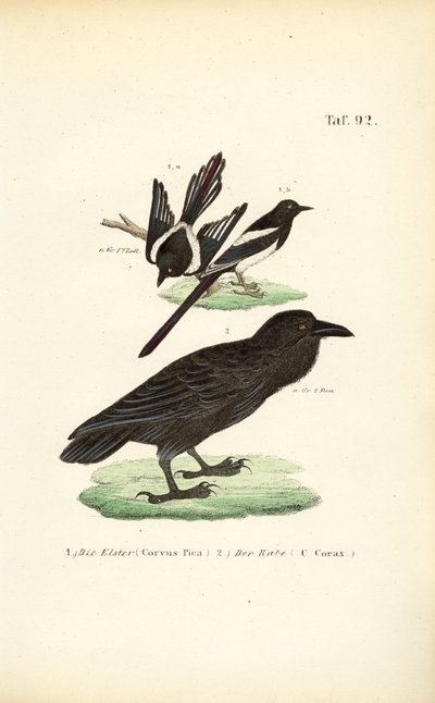 Pega-rabuda e corvo comum de J. W. Tenhaeff