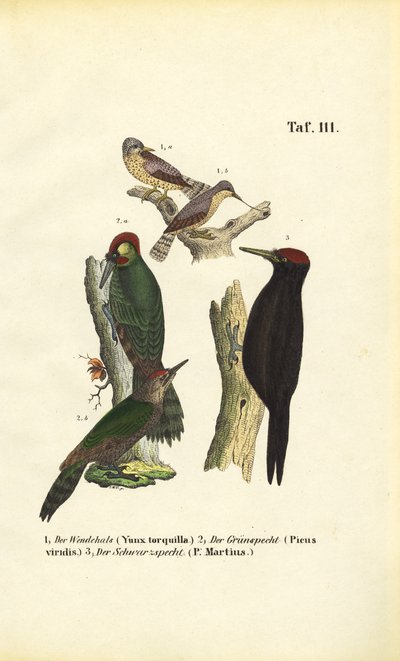 Pica-pau-verde, pica-pau-verde e pica-pau-preto de J. W. Tenhaeff