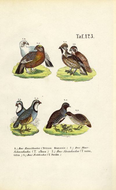 Espécies de galo silvestre europeu e perdizes de J. W. Tenhaeff