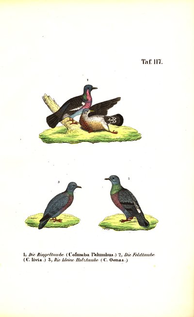 Pombos selvagens europeus de J. W. Tenhaeff