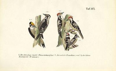 Espécies de pica-paus europeus de J. W. Tenhaeff