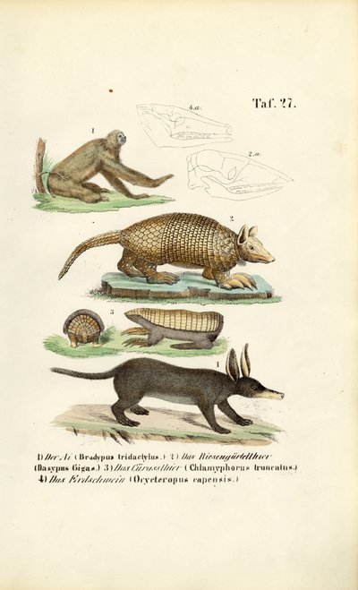 Mamíferos exóticos da região neotropical de J. W. Tenhaeff