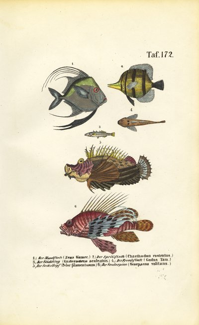 Peixes marinhos exóticos de J. W. Tenhaeff