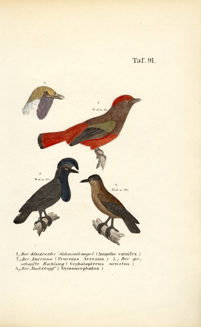 Aves canoras exóticas da América do Sul de J. W. Tenhaeff
