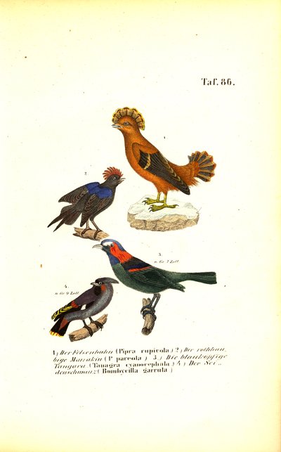 Aves canoras exóticas da América do Sul de J. W. Tenhaeff