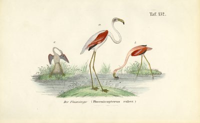 Flamingos em zona húmida de J. W. Tenhaeff