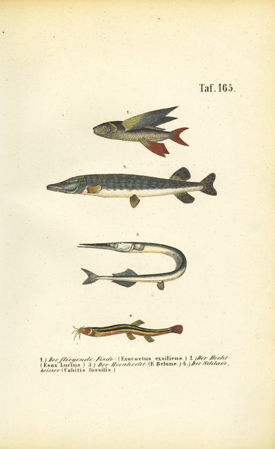 Peixes voadores, lúcios e loach de J. W. Tenhaeff