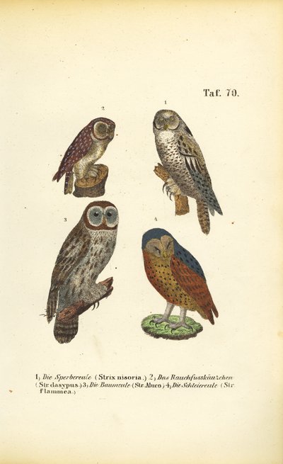 Quatro espécies de corujas europeias de J. W. Tenhaeff