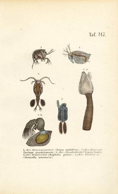 Crustáceos de água doce e microrganismos portadores de conchas de J. W. Tenhaeff