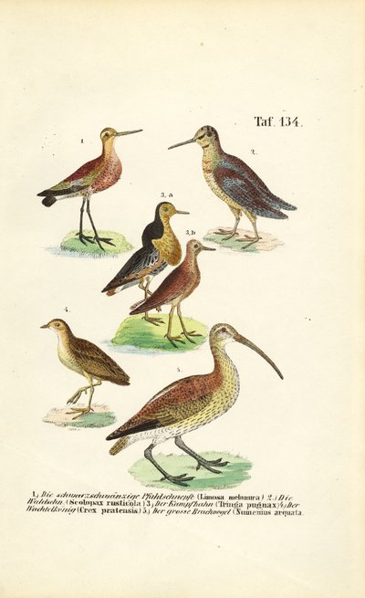 Godwits, Ruff e Maçaricos de J. W. Tenhaeff