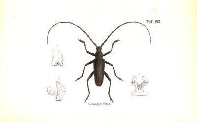 Escaravelho de Capricórnio de J. W. Tenhaeff