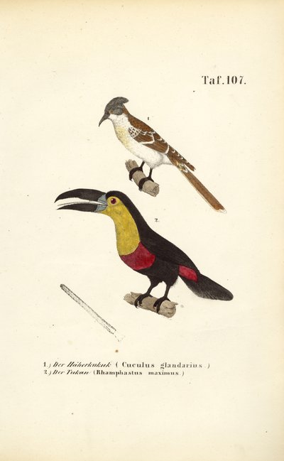 Cuco malhado e tucano de J. W. Tenhaeff