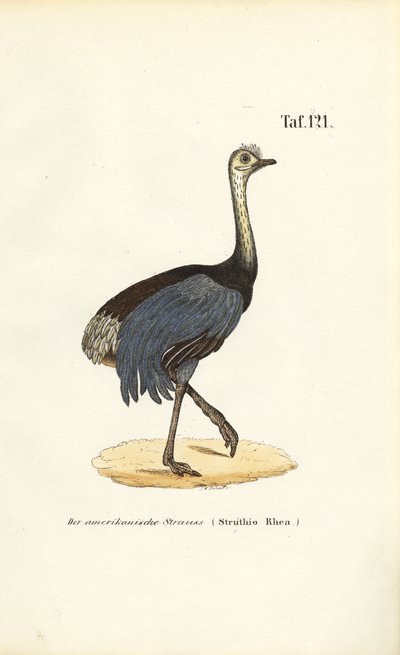 Grande Rhea de J. W. Tenhaeff