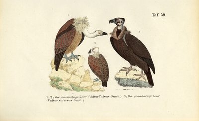 Grifo e abutre-cinzento de J. W. Tenhaeff