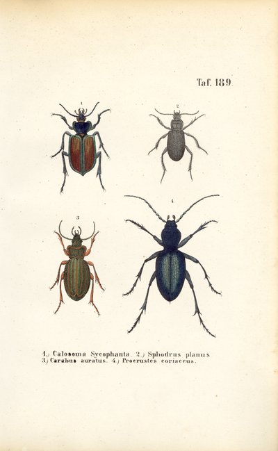 Escaravelhos terrestres das famílias Carabidae e Platyninae de J. W. Tenhaeff